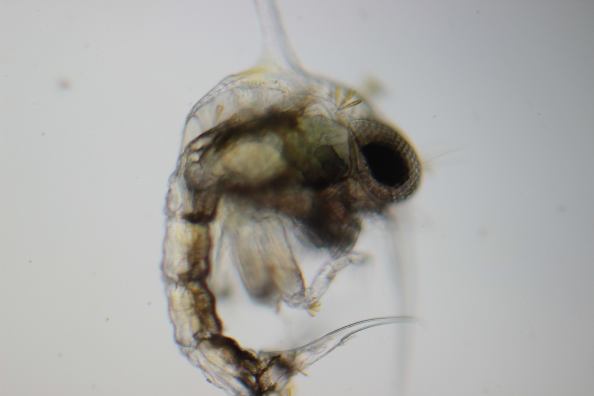28:04:2021_plankton Oostende_zoealarva crab with epibiont diatoms